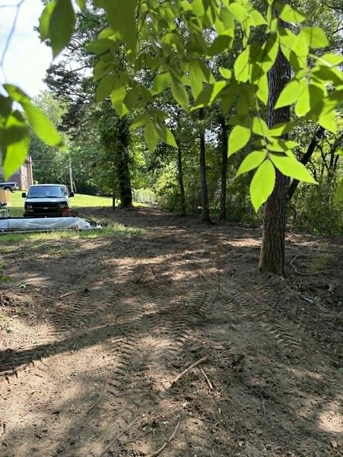 Ground cleared of underbrush and smoothed under shade trees