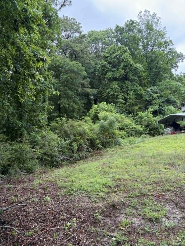 Overgrown lot with heavy brush before clearing